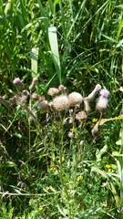 Cirsium arvense