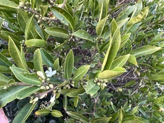 Tricalysia capensis