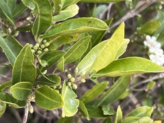 Tricalysia capensis