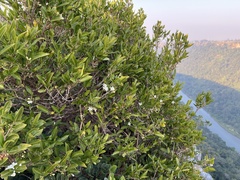 Tricalysia capensis