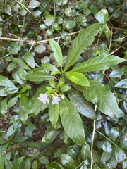 Rauvolfia verticillata