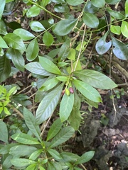 Rauvolfia verticillata