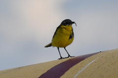 Motacilla tschutschensis