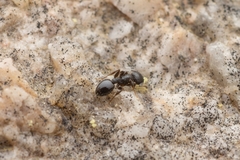 Temnothorax congruus