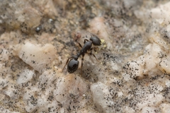 Temnothorax congruus
