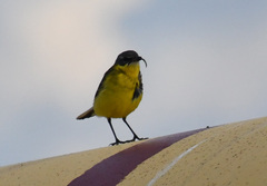 Motacilla tschutschensis