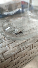 Callomegachile