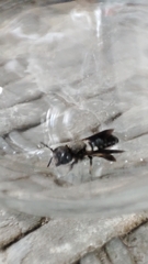Callomegachile