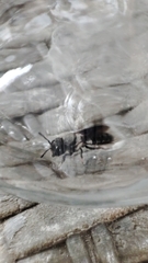 Callomegachile