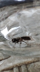 Callomegachile