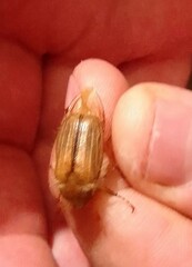 Amphimallon solstitiale