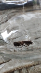 Callomegachile