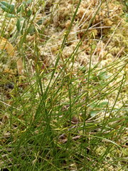 Carex pauciflora