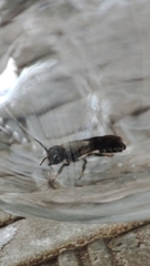 Callomegachile
