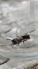 Callomegachile