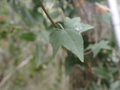 Senecio macroglossus