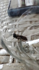 Callomegachile