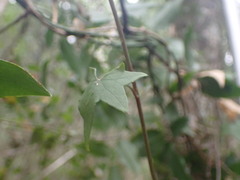 Senecio macroglossus