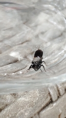 Callomegachile