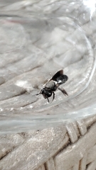 Callomegachile