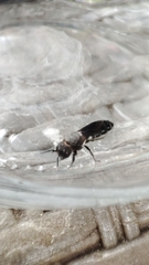 Callomegachile