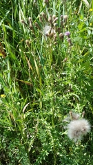 Cirsium arvense