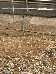 Falco tinnunculus