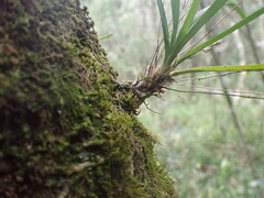 Angraecum pusillum