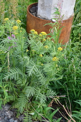Tanacetum vulgare boreale