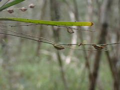 Angraecum pusillum