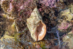 Stramonita haemastoma