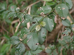 Dovyalis rhamnoides