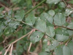 Dovyalis rhamnoides