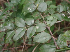 Dovyalis rhamnoides
