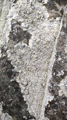 Lepraria membranacea