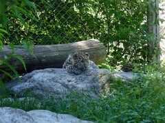 Panthera pardus tulliana