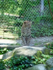 Panthera pardus tulliana