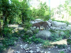 Panthera pardus tulliana