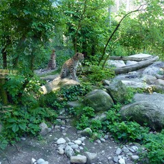 Panthera pardus tulliana