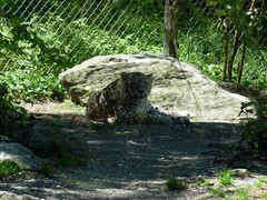 Panthera pardus tulliana