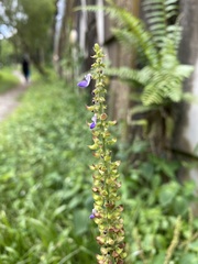 Coleus monostachyus