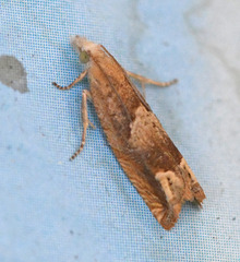 Eucosma conterminana