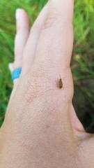 Galerucella calmariensis