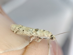 Ancylosis cinnamomella