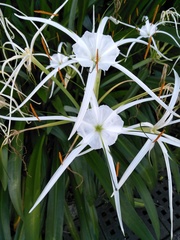 Hymenocallis speciosa