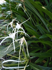 Hymenocallis speciosa