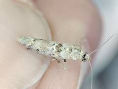 Ancylosis cinnamomella