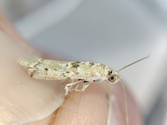 Ancylosis cinnamomella