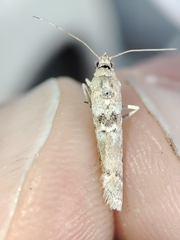 Ancylosis cinnamomella