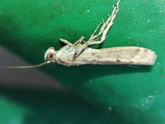 Ancylosis cinnamomella